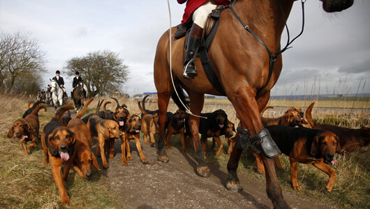 Chasse à courre : Stoppons ce massacre !