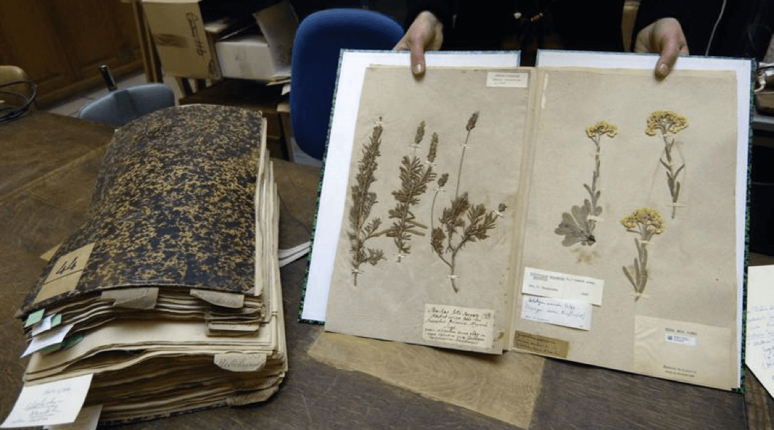 Un herbier ancien détruit volontairement par les Autorités australiennes