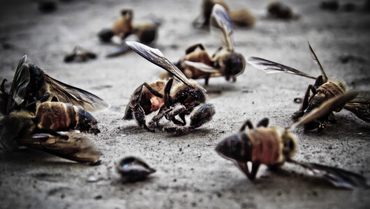 Extinction des abeilles - Agissons avant qu'il ne soit trop tard !!