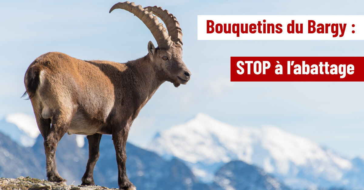 NON à l'abattage des bouquetins du Bargy sans test positif à la brucellose