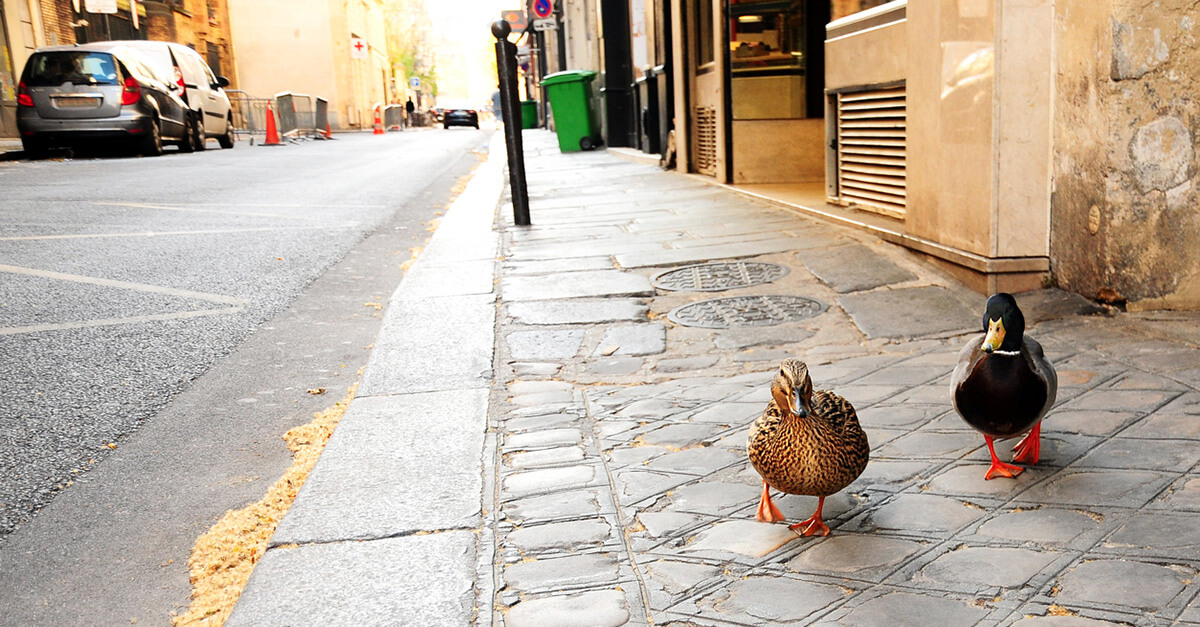 Contre la fin de la biodiversité dans nos villes !
