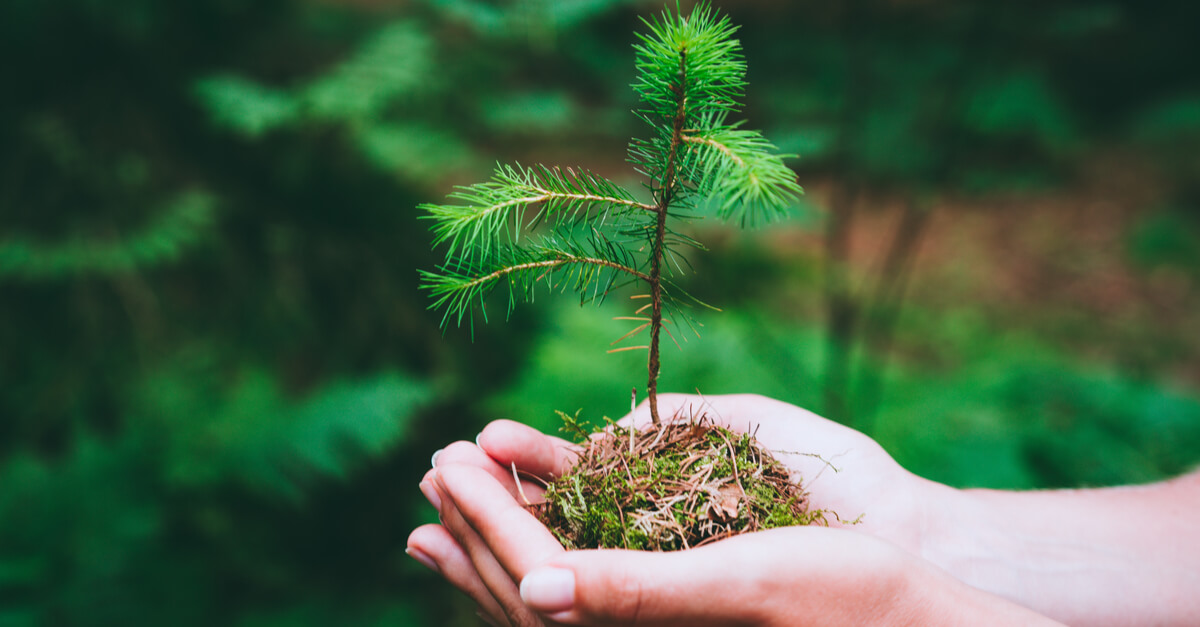 Planter des arbres, c’est bien. Le faire intelligemment, c’est mieux !