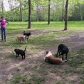 Création d'un parc à chiens