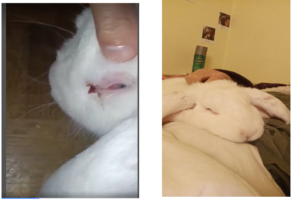 Gardez mon lapin Snow avec moi.