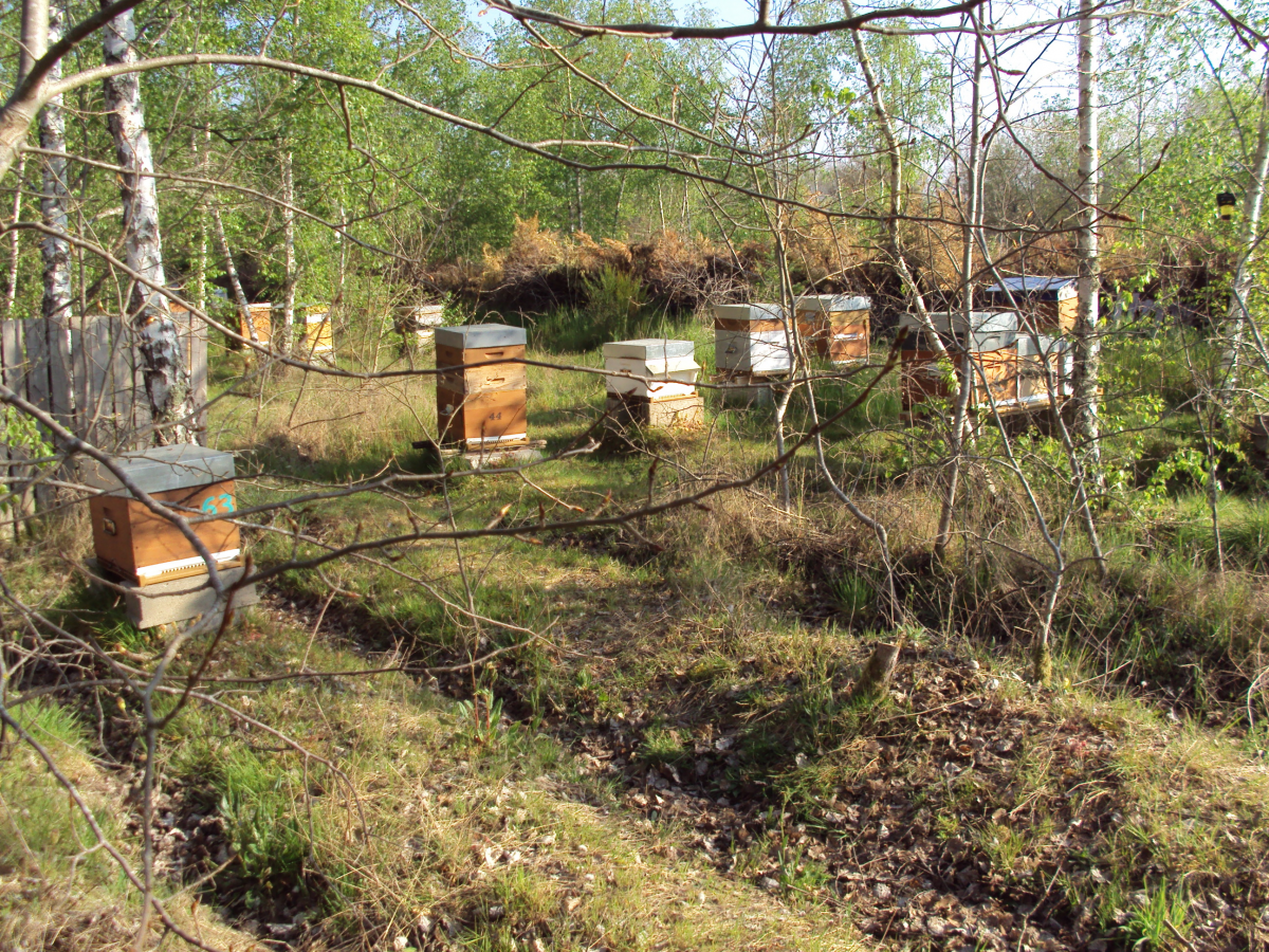 Une nouvelle menace pour nos abeilles!