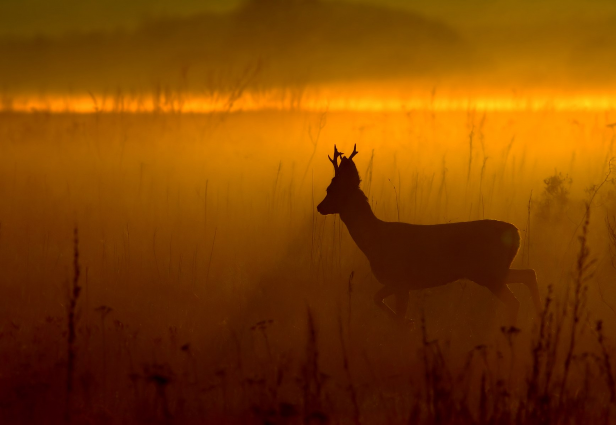 ANNULATION DE LA CAMPAGNE DE CHASSE 22/23 EN GIRONDE EN RAISON DES CONSEQUENCES DES MEGAFEUX SUR LA FAUNE SAUVAGE