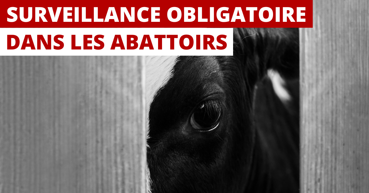 Exiger la surveillance par caméras dans tous les abattoirs de France