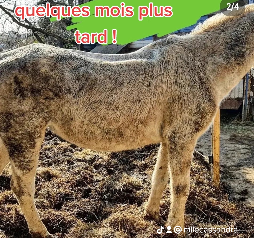 Faut sortir cette jument de l'enfer !