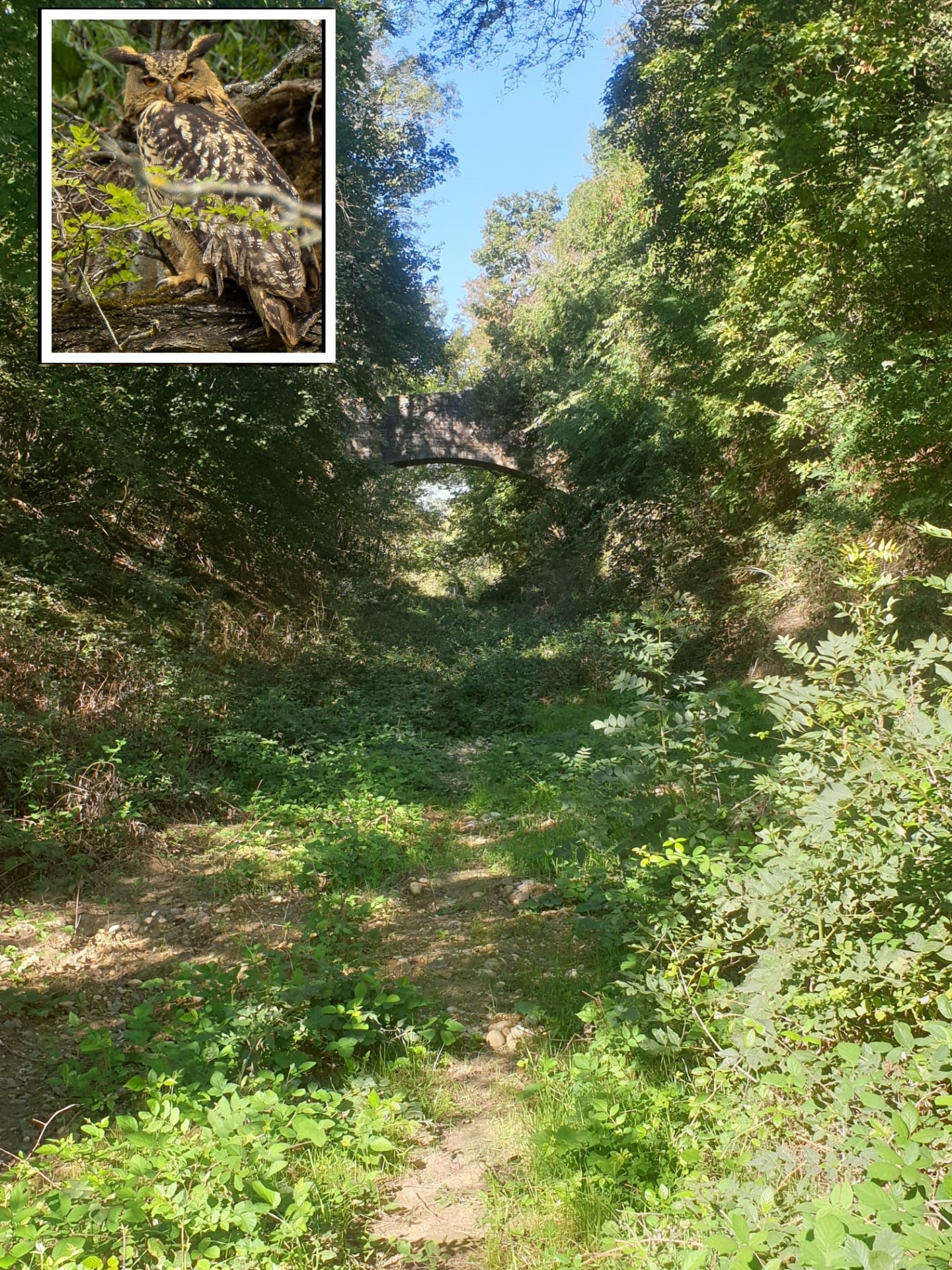 Non au passage du BHNS Lyon-Trévoux dans la Zone Verte Boisée