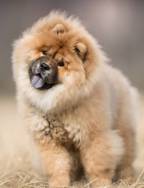 Obtenir un Chowchow pour blue