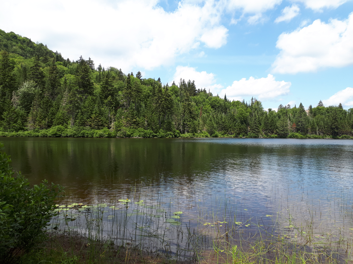 Pétition contre la location à court terme à Saint-Adolphe-d’Howard