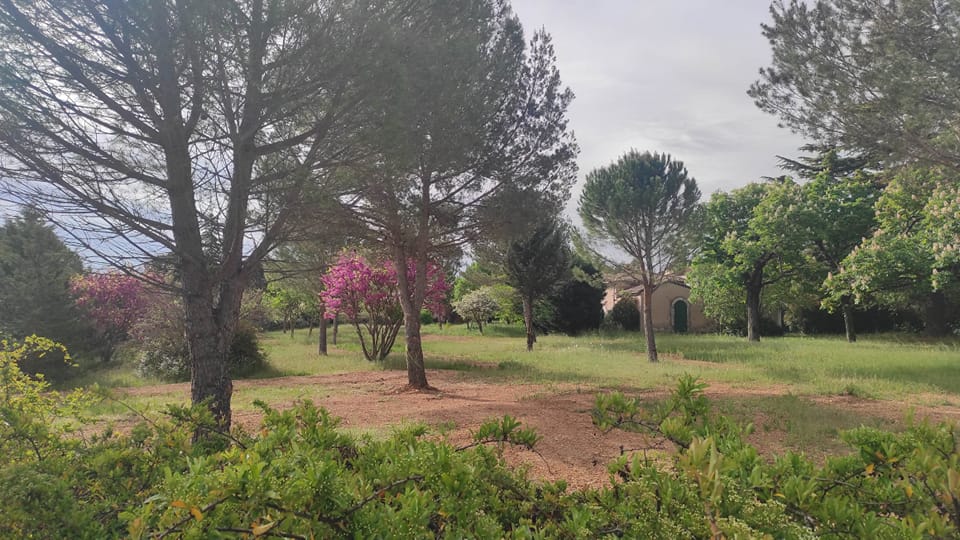 Préservation des arbres de saint maximin-la-sainte-baume