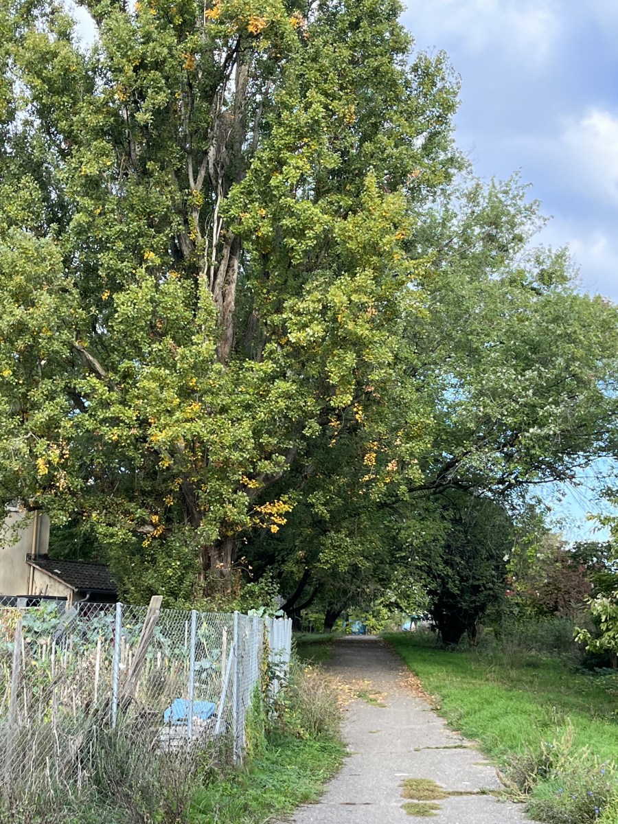 Aider moi à stopper le massacre des arbres centenaires à Châtelaine, il y’a urgence pour notre planète et notre avenir !