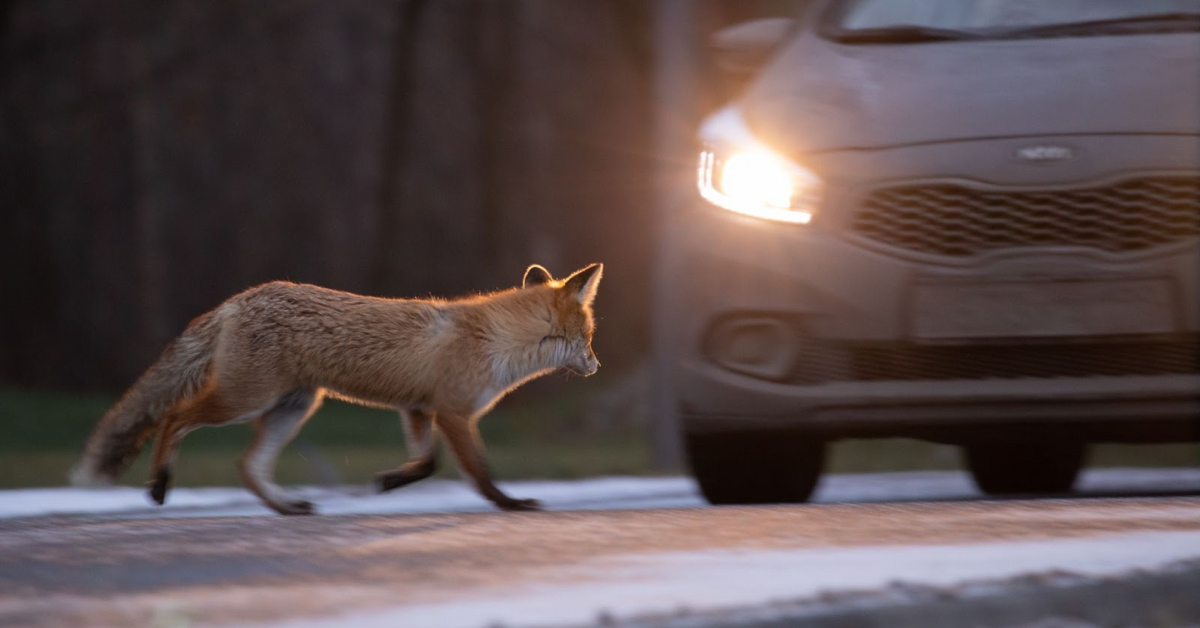Changement d'heure = tuerie animale ! Il faut dire STOP