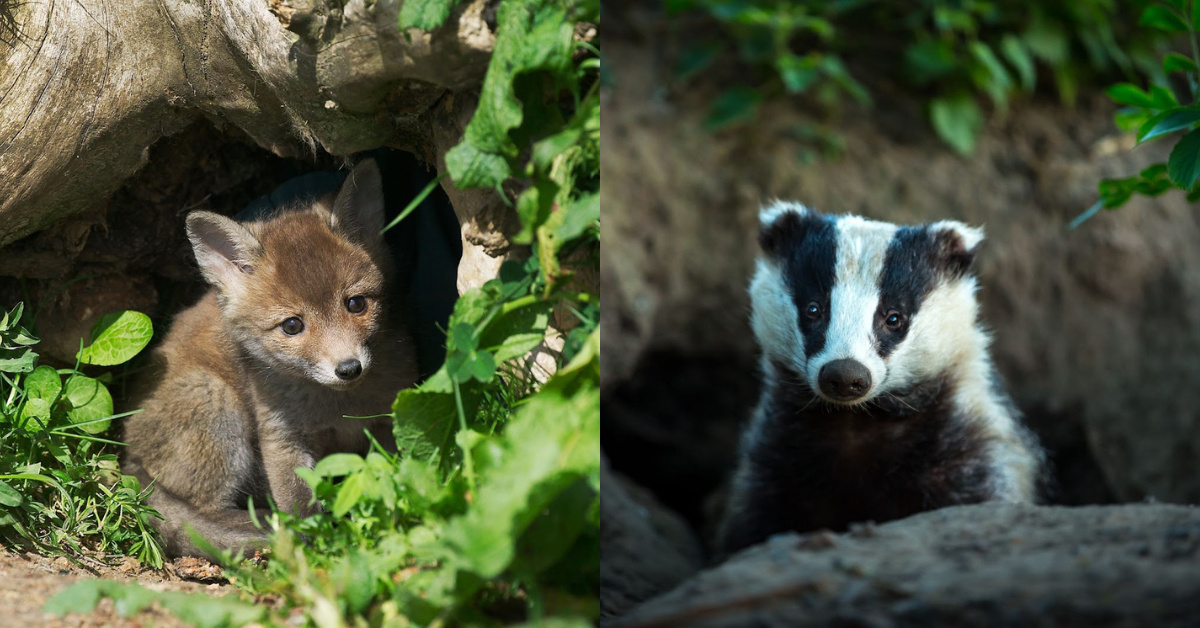 Déterrage des animaux : STOP au massacre