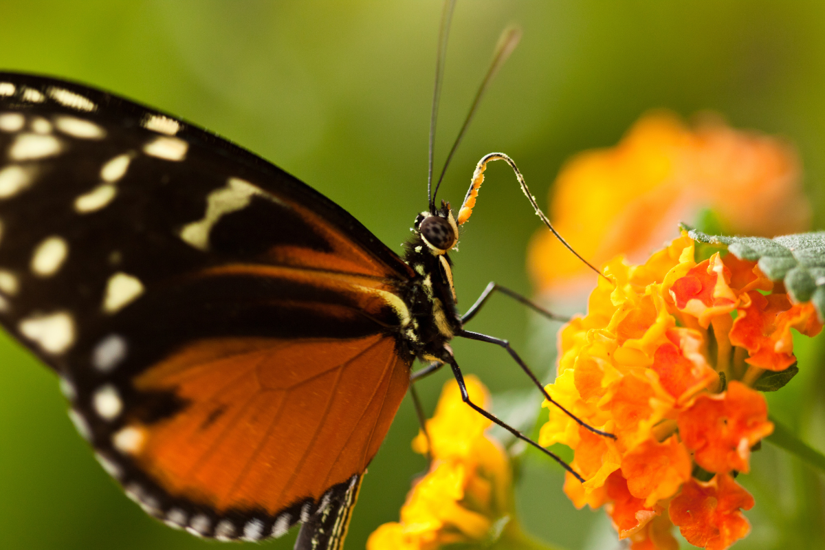Il n'y aura bientôt plus de papillons...
