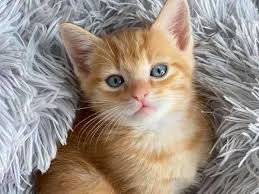 Je voudrais que Helene (la meilleure maman du monde) m’autorise à avoir un chaton trop mignon dans mon appartement.