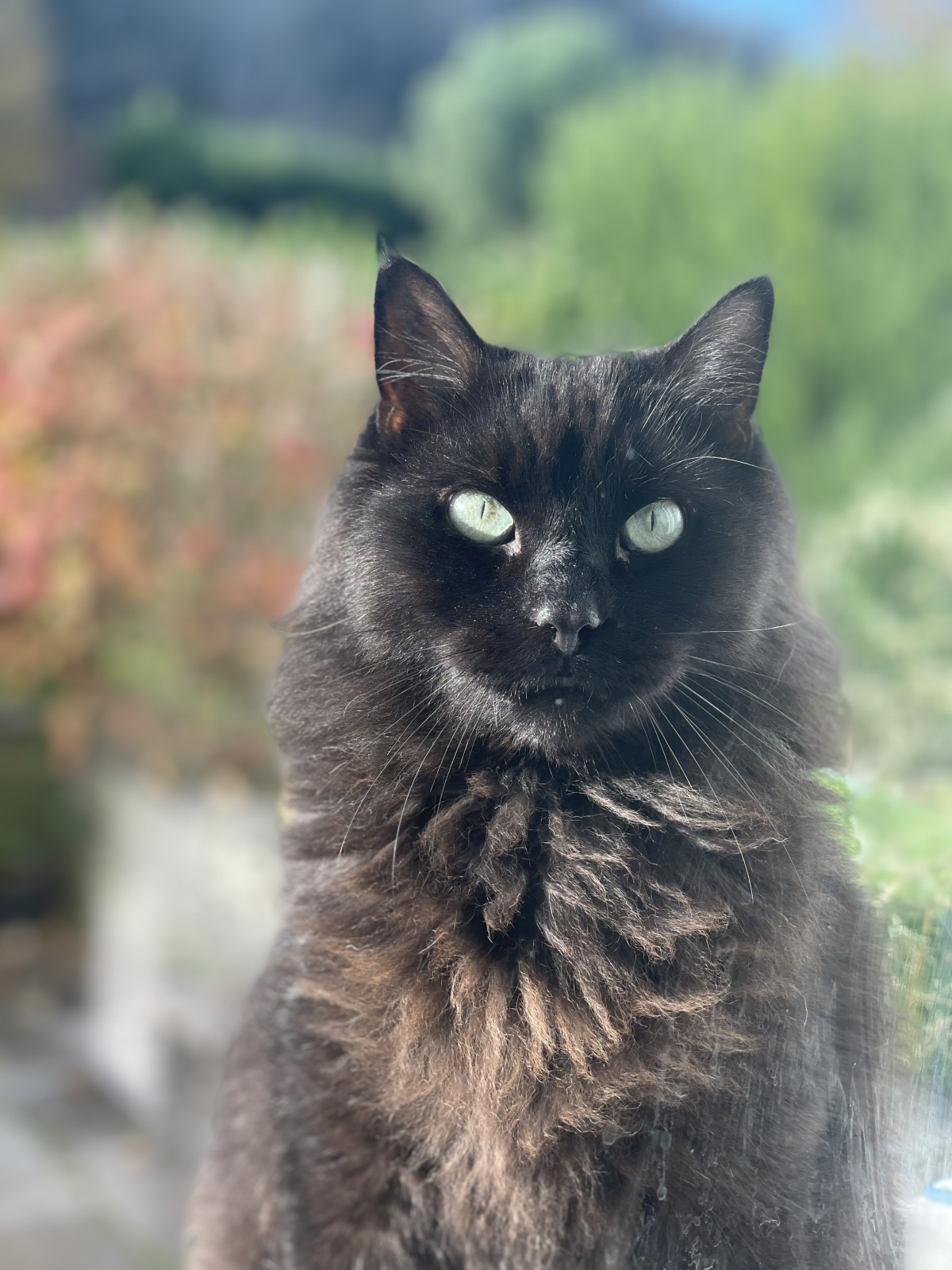 Protection des habitants et des animaux : pour des ralentisseurs dans notre village !