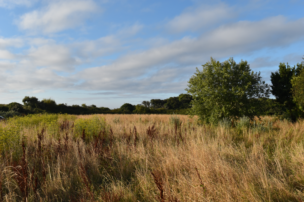 Non à la construction d'un lotissement sur la dernière prairie sauvage de Gâvres !