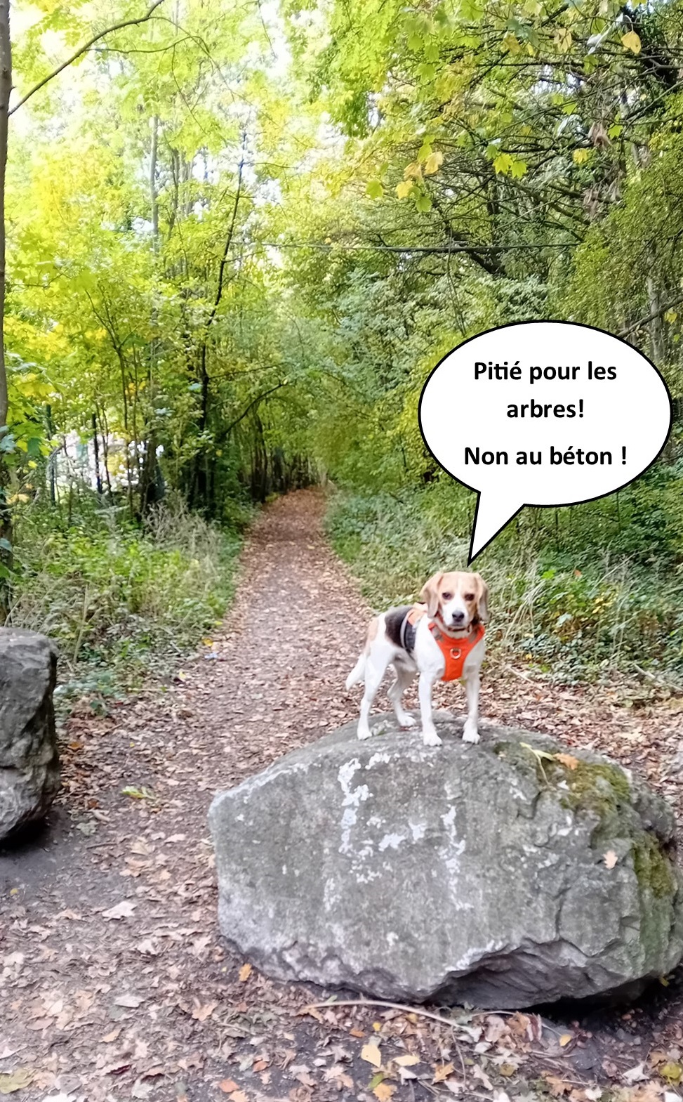 Projet de Ravel  au bois de Soleilmont à Fleurus :  arbres et faune en danger