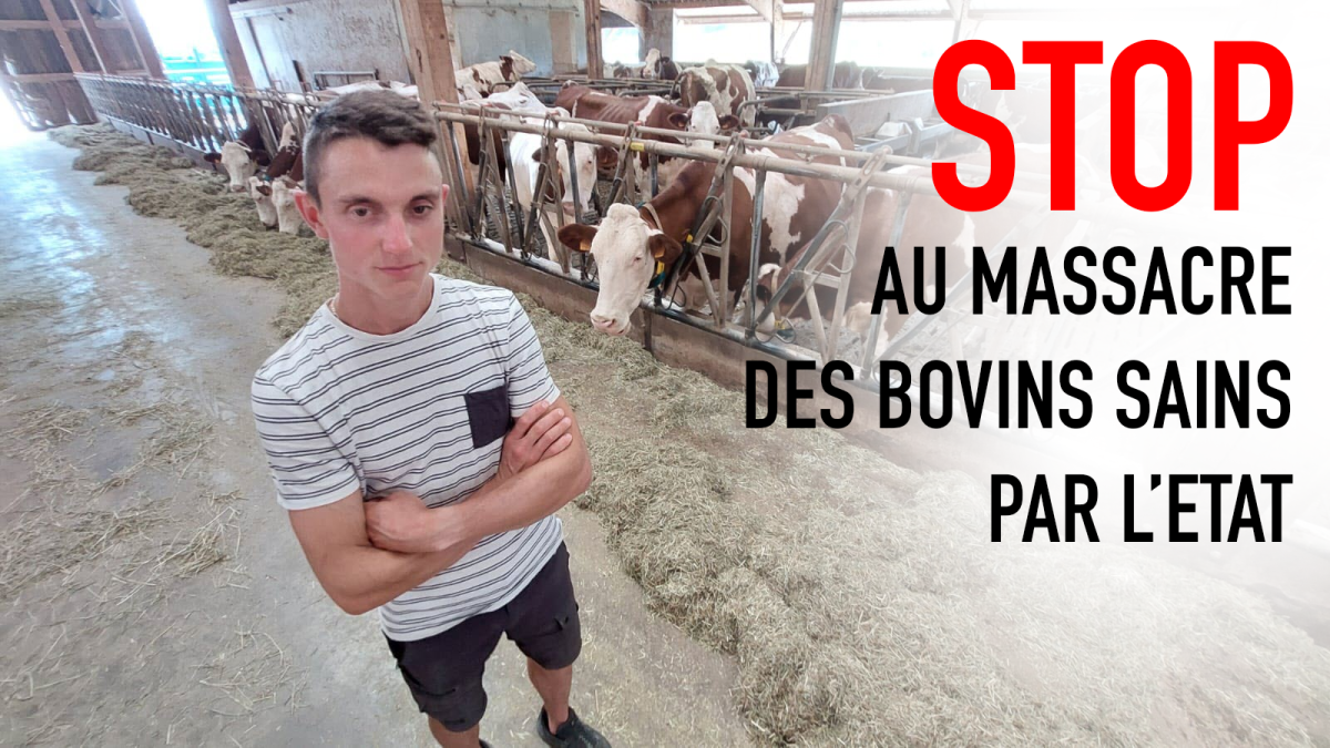 STOP au massacre des bovins sains par l’état français