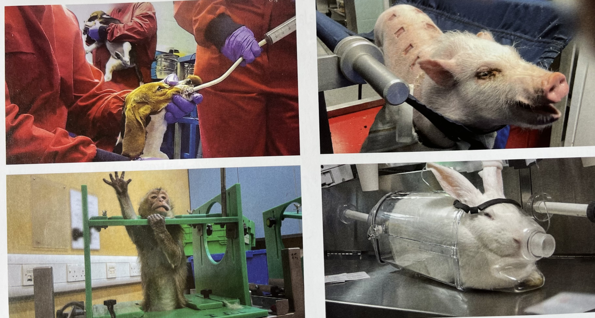 Comment l'industrie médicale peut-elle encore légitimer la torture animale en 2026 ?