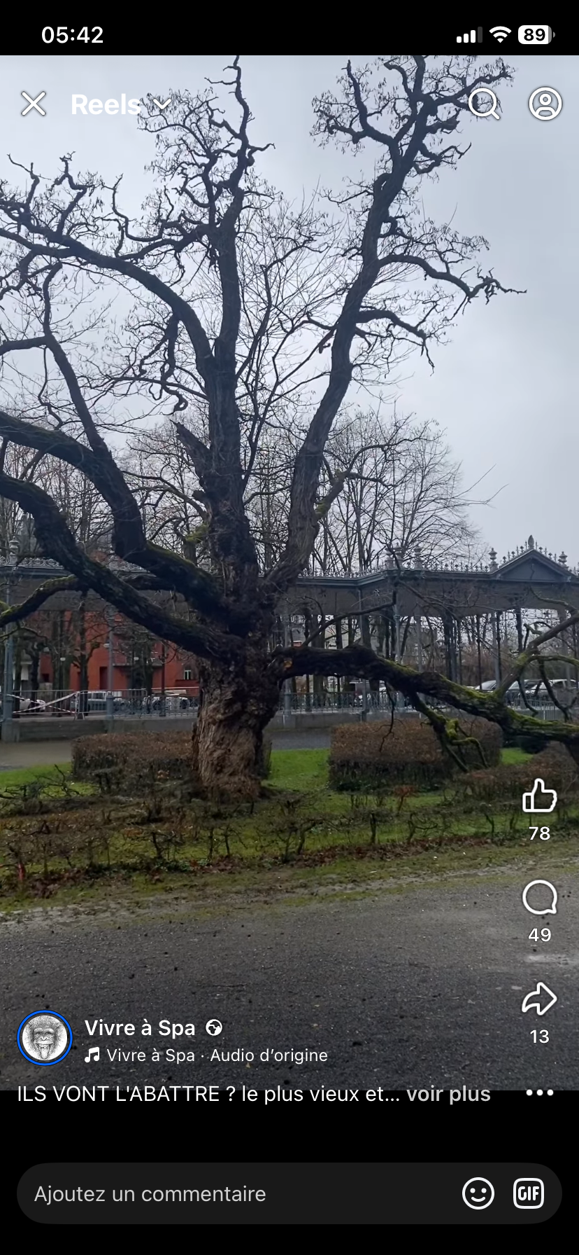 Ils veulent abattre un arbre centenaire à Spa — aidons à le sauver