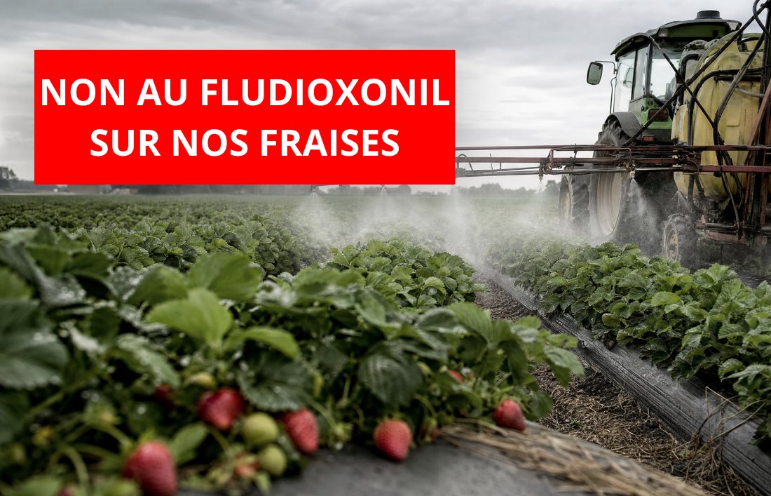 NON à la 6e prolongation du fludioxonil sur nos fraises