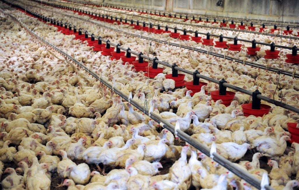 NON à un deuxième poulailler industriel de 50 000 poulets à Gembloux ! protégeons notre santé et notre environnement!