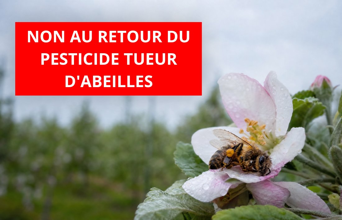 NON au retour du pesticide tueur d'abeilles