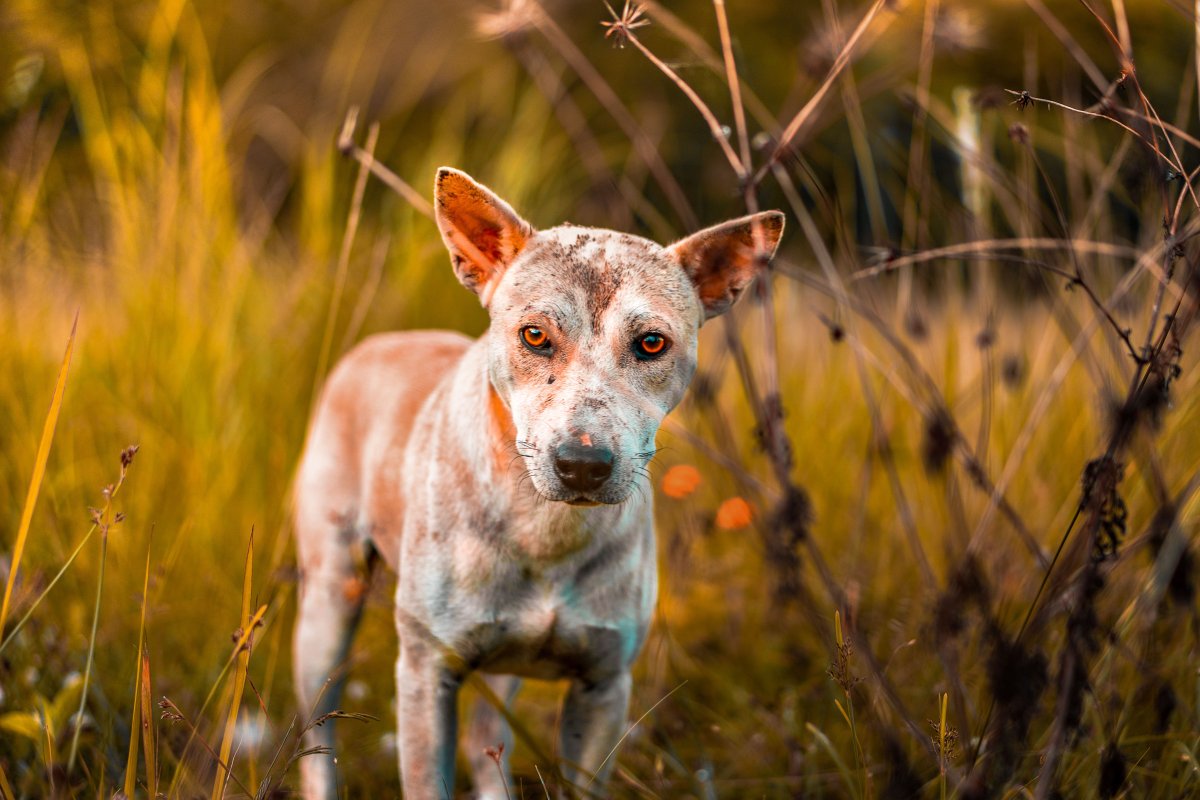 Pour des peines réellement dissuasives contre la maltraitance animale
