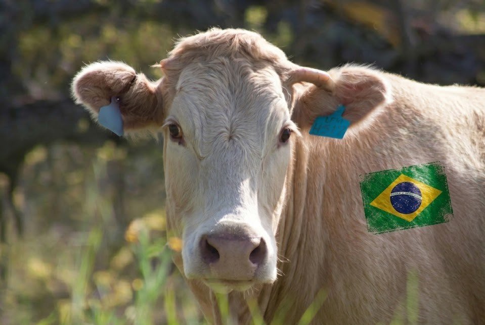 POUR L'INTERDICTION IMMÉDIATE DU BŒUF AUX HORMONES BRÉSILIEN EN EUROPE !