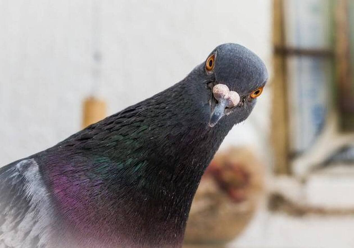 Pour une gestion éthique, durable et efficace de la faune urbaine à Châlons-en-Champagne