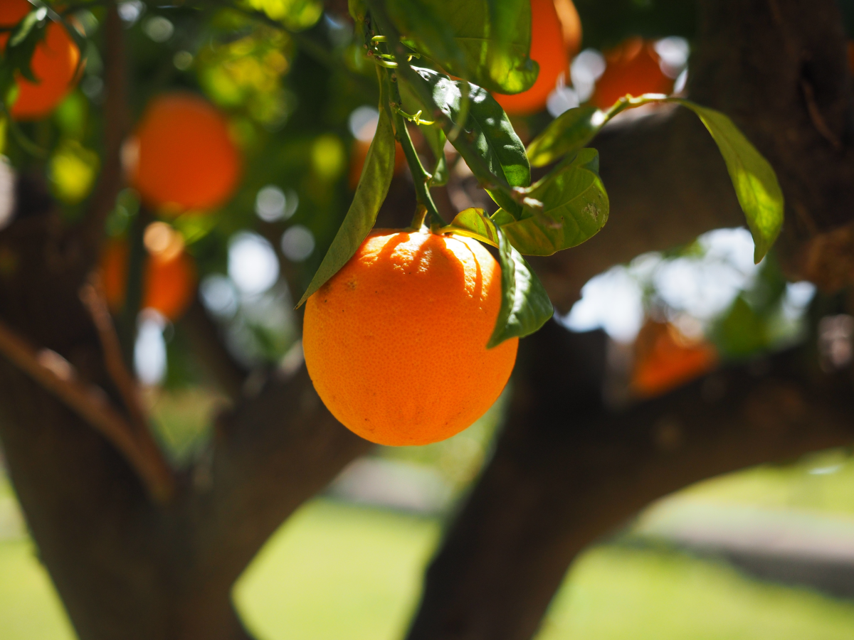 Replantation d'arbres fruitiers, de la nourriture gratuite pour tous et à portée de main