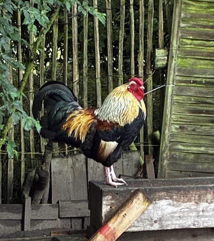 Soutien au coq de Baisy-Thy (Genappe)