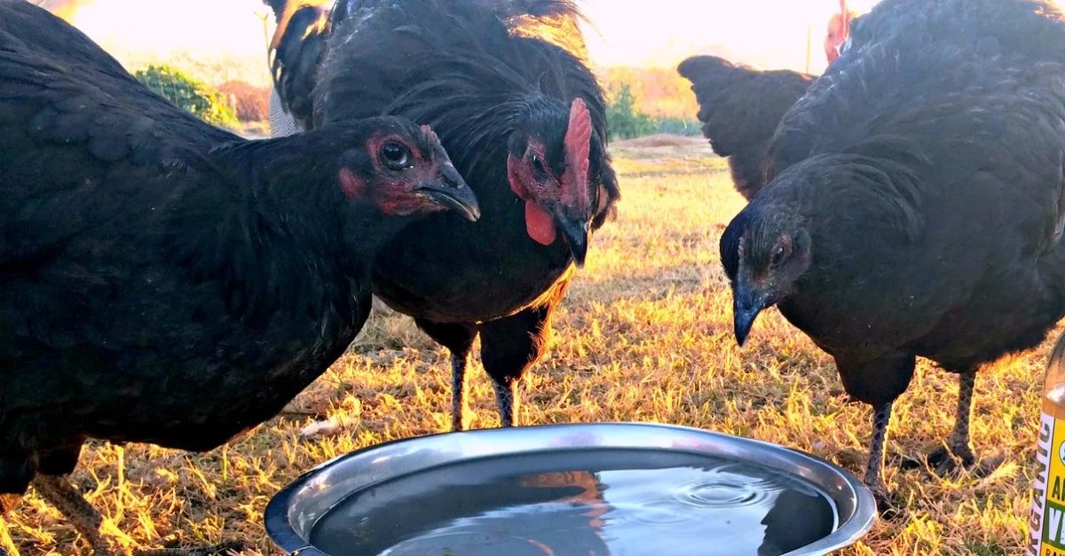 Trois poules ne doivent pas devenir un délit administratif