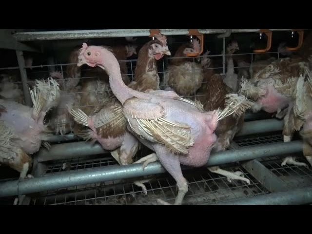 🥚 Œufs en cage : exigeons leur retrait définitif des rayons